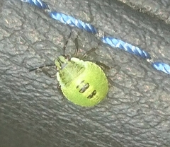 Palomena prasina