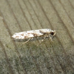 Coleotechnites coniferella