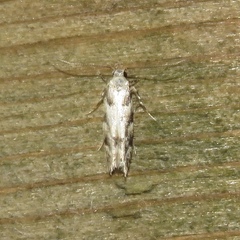 Coleotechnites coniferella