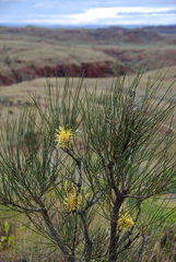 Hakea chordophylla