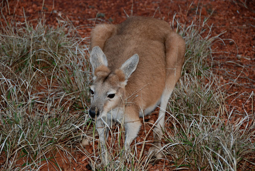 Common Wallaroo