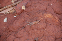 Ctenophorus caudicinctus