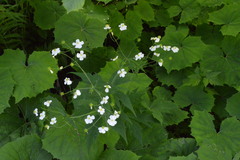 Ranunculus aconitifolius