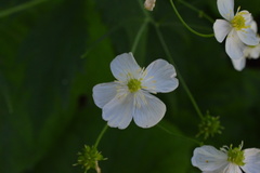 Ranunculus aconitifolius