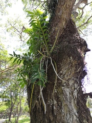 Dendrobium secundum