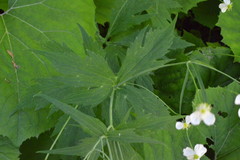 Ranunculus aconitifolius