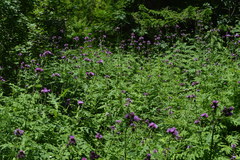 Cirsium alsophilum