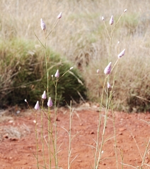 Ptilotus calostachyus