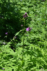 Cirsium alsophilum