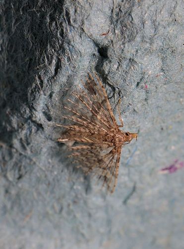 Twenty-plume Moth photo 3
