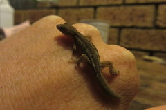 Crenadactylus ocellatus