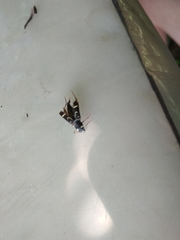 Xylotrechus antilope