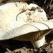 Peppery Milkcap - Photo (c) Jason Hollinger, some rights reserved (CC BY)