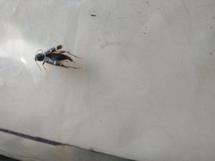 Xylotrechus antilope
