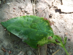 Protomyces