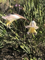 Gladiolus mutabilis