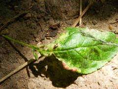 Protomyces