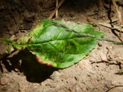 Protomyces