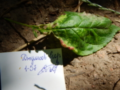 Protomyces