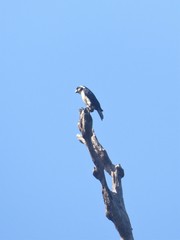 Microhierax fringillarius