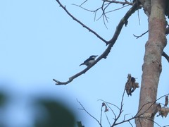 Hemipus hirundinaceus