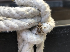 Pterolophia bigibbera