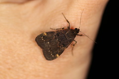 Hydrillodes funestalis