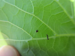Theridula