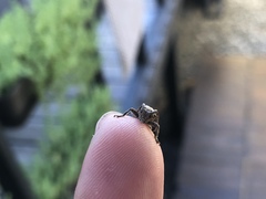 Pterolophia bigibbera