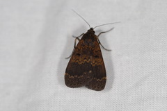 Hydrillodes funestalis