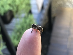 Pterolophia bigibbera