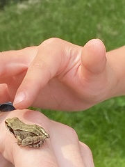Rana temporaria