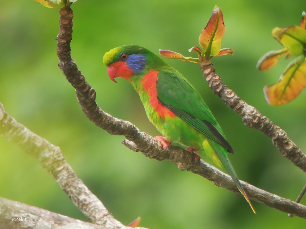 Red-flanked Lorikeet illustration