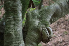 Acer carpinifolium