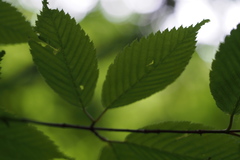 Acer carpinifolium