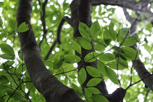 Image of Acer carpinifolium by (c) harum.koh, some rights reserved (CC BY-SA)
