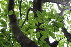 Acer carpinifolium