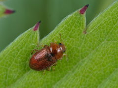 Coccidula rufa