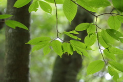 Acer carpinifolium