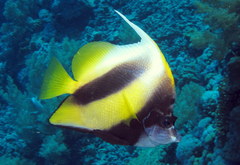 Red Sea Bannerfish photo 2