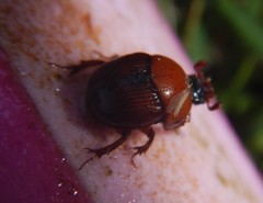 Gilletinus flavocastaneus