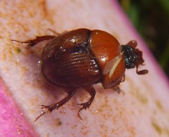 Gilletinus flavocastaneus