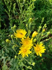 Hieracium sabaudum
