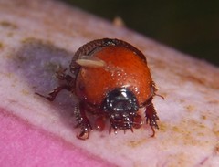 Gilletinus flavocastaneus