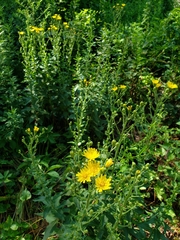 Hieracium sabaudum