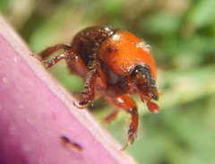 Gilletinus flavocastaneus