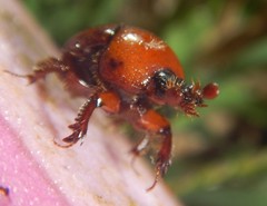 Gilletinus flavocastaneus