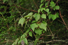 Viburnum betulifolium