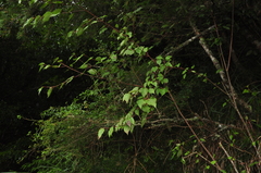 Viburnum betulifolium