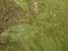 Podosphaera erigerontis-canadensis